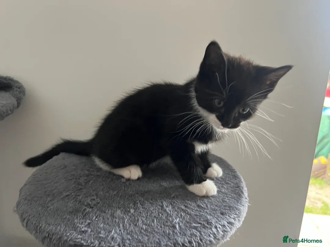 Mixed Breed cats for sale: kittens ready for a new home. - Advert 7