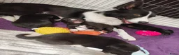 Mixed Breed dogs for sale: Gorgeous puppies looking for forever homes  - Advert 5