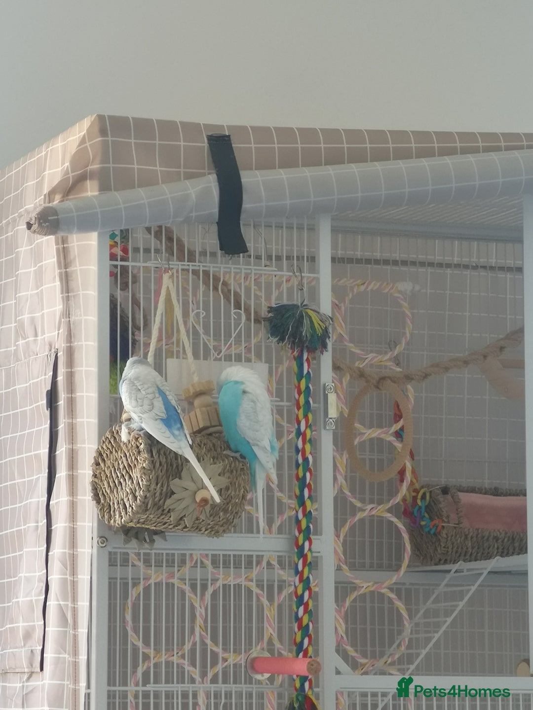 Budgerigars birds for sale: Budgerigars - one female one male - Advert 4