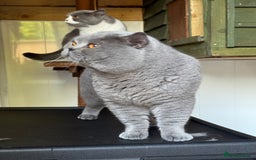 British Shorthair cats for sale: British shorthair-TICA pedigree,champion bloodline - Image 9