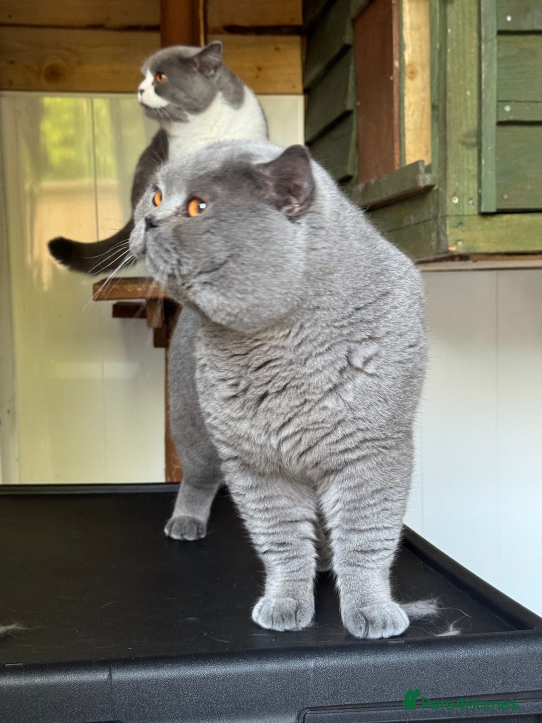 British Shorthair cats for sale: British shorthair-TICA pedigree,champion bloodline - Image 9