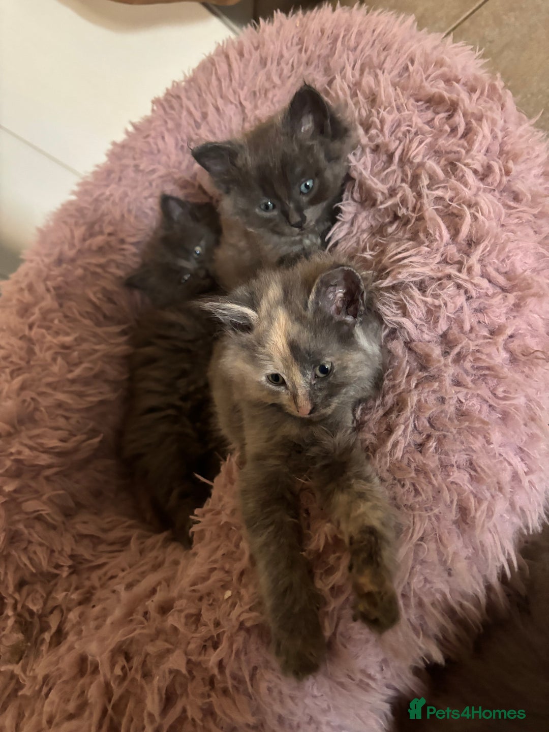 Mixed Breed cats for sale: Fluffy Turkish Angora mixed breed kittens  - Image 12