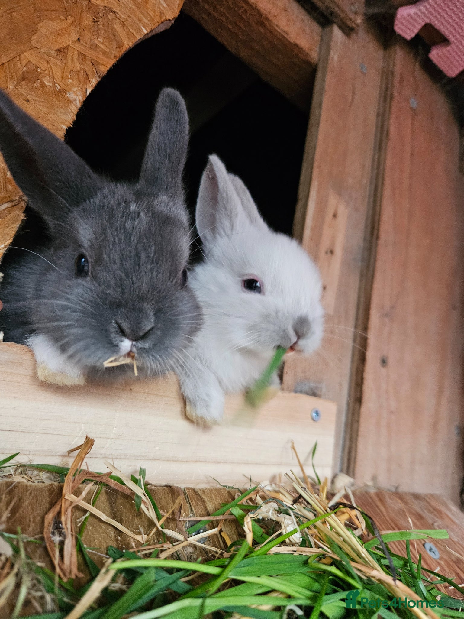 Netherland Dwarf rabbits Mixed baby bunny's  - Advert 6