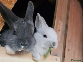 Netherland Dwarf rabbits Mixed baby bunny's - Advert 6