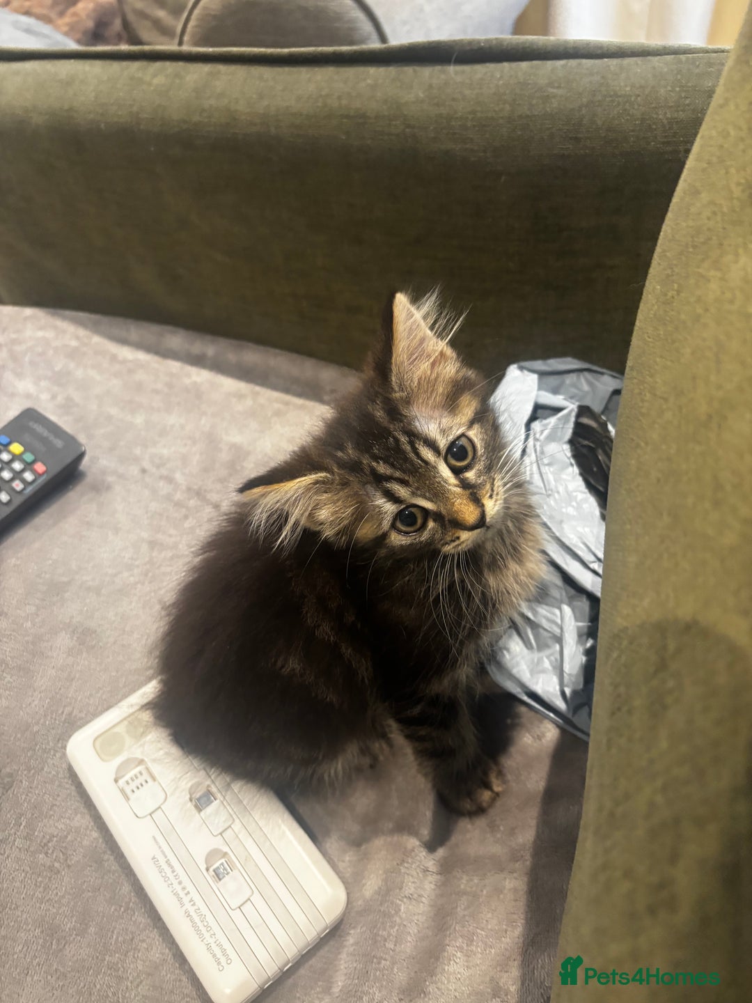 British Shorthair cats for sale: Charming British Shorthair-Siberian Mix kitten - Image 2