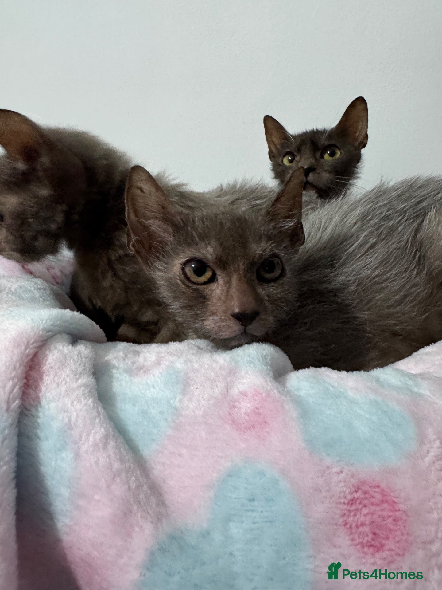 Lykoi cats Last two Lykoi girls  - Advert 18