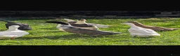 Ducks poultry for sale: Indian runner fertile eggs - Advert 2