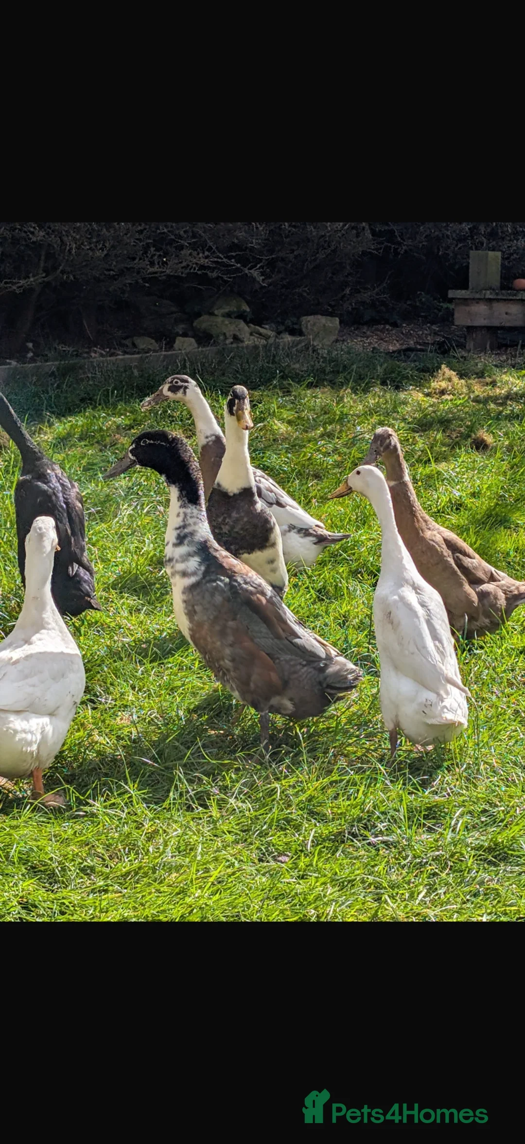 Ducks poultry for sale: Indian runner fertile eggs - Advert 2