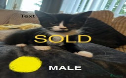 British Shorthair cats for sale: Beautiful Lively Kittens   - Image 4