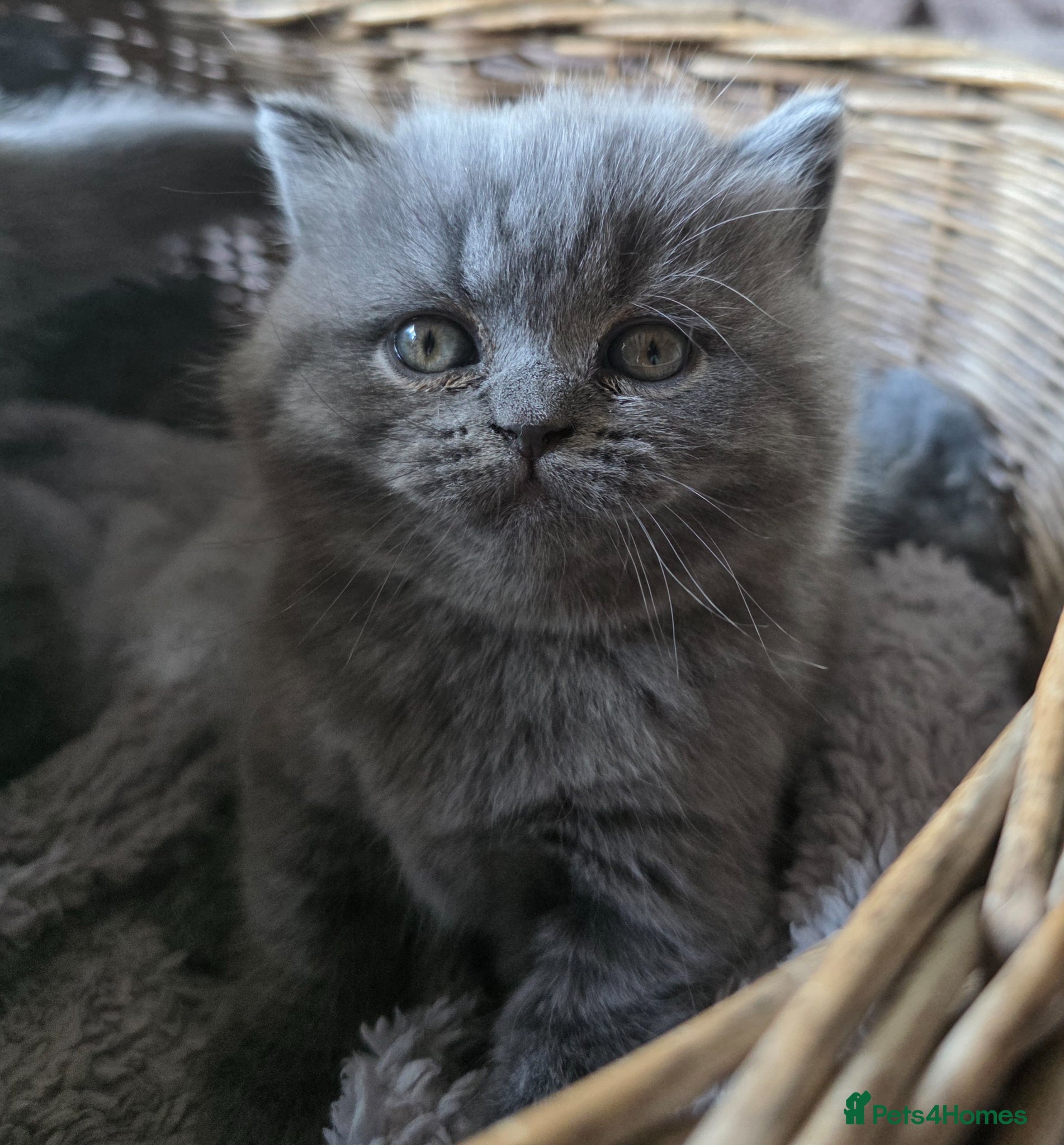 British Shorthair cats BRITISH SHORTHAIR GCCF REGISTERED KITTENS - Advert 12