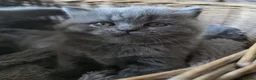 British Shorthair cats for sale: BRITISH SHORTHAIR GCCF REGISTERED KITTENS - Advert 1