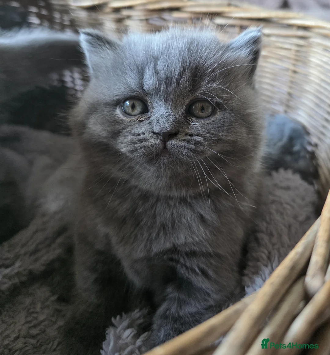 British Shorthair cats for sale: BRITISH SHORTHAIR GCCF REGISTERED KITTENS - Advert 1
