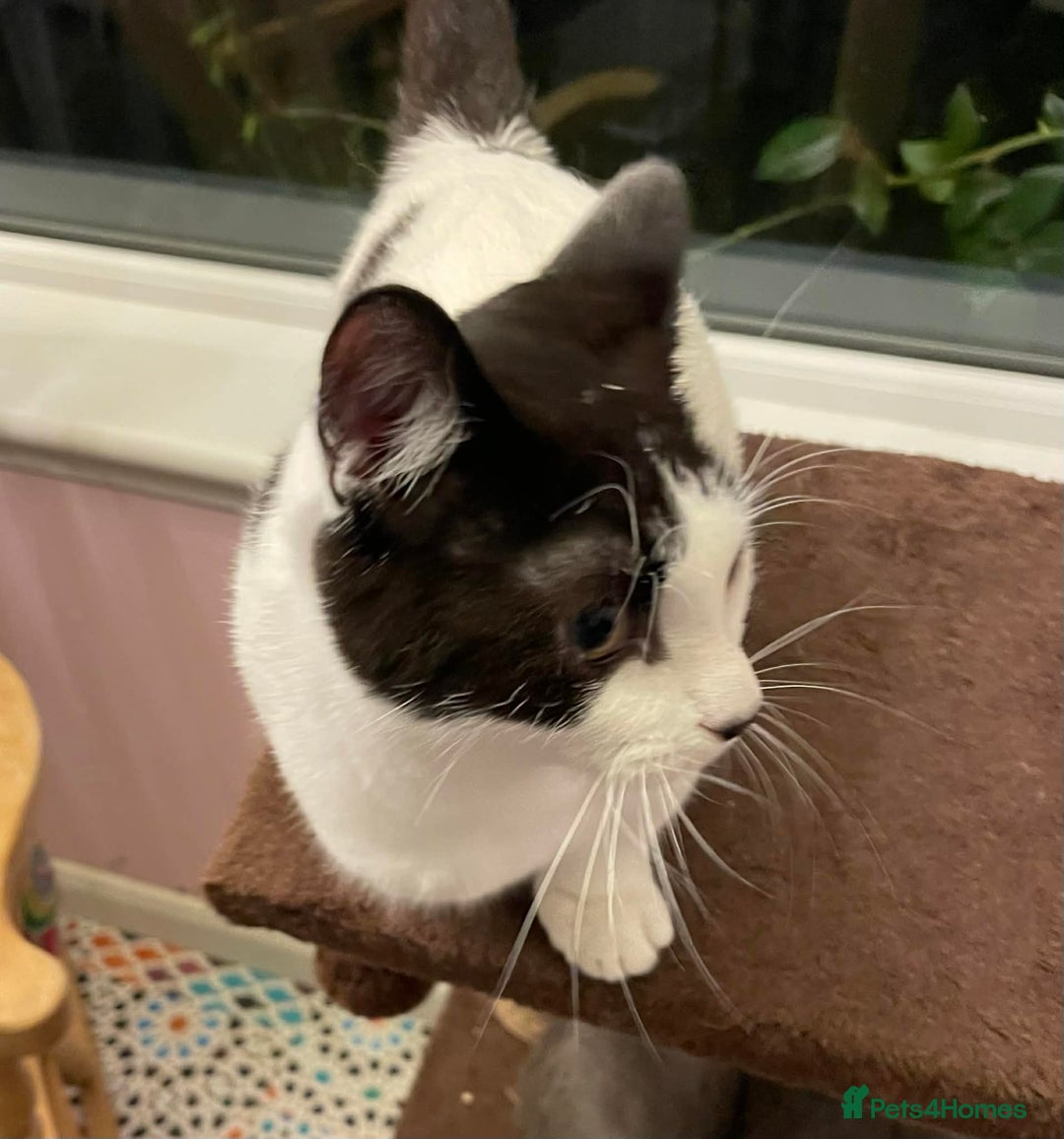 Munchkin cats for sale: Munchkin x Scottish Fold - Advert 5