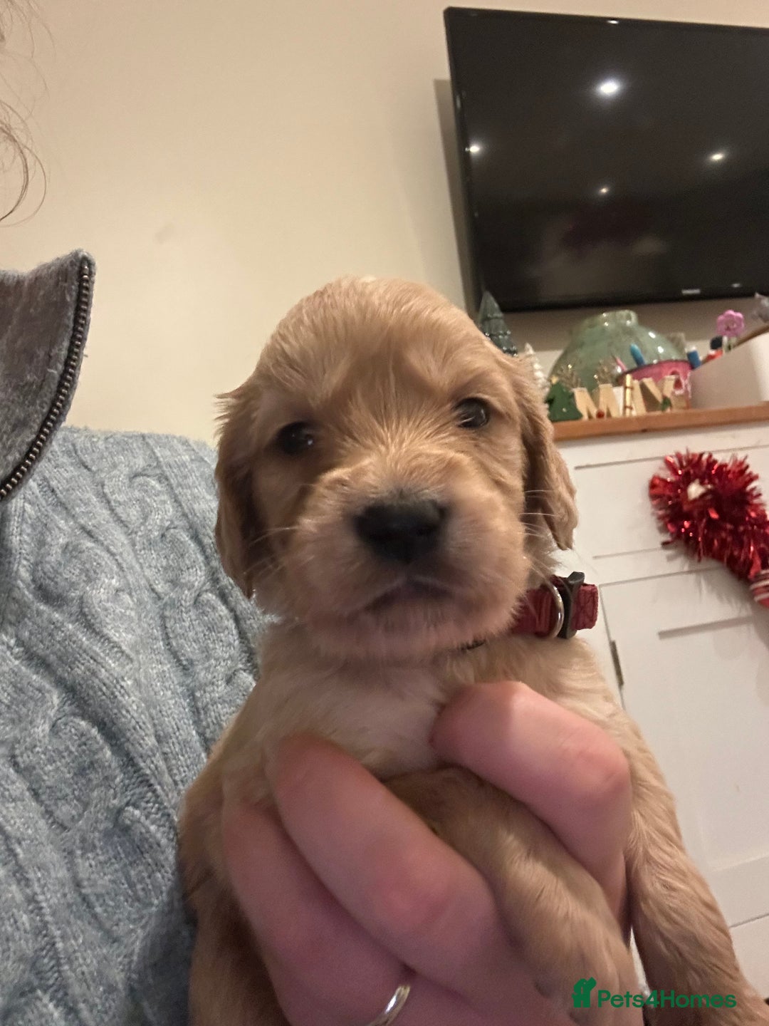 Mixed Breed dogs for sale: Golden Cocker Retriever Puppies  - Advert 14