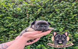 French Bulldog dogs for sale: Quality Frenchbulldog puppies carrying Fluffy  - Image 1
