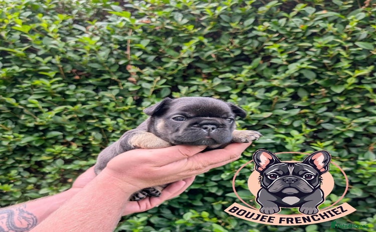 French Bulldog dogs - Advert 15
