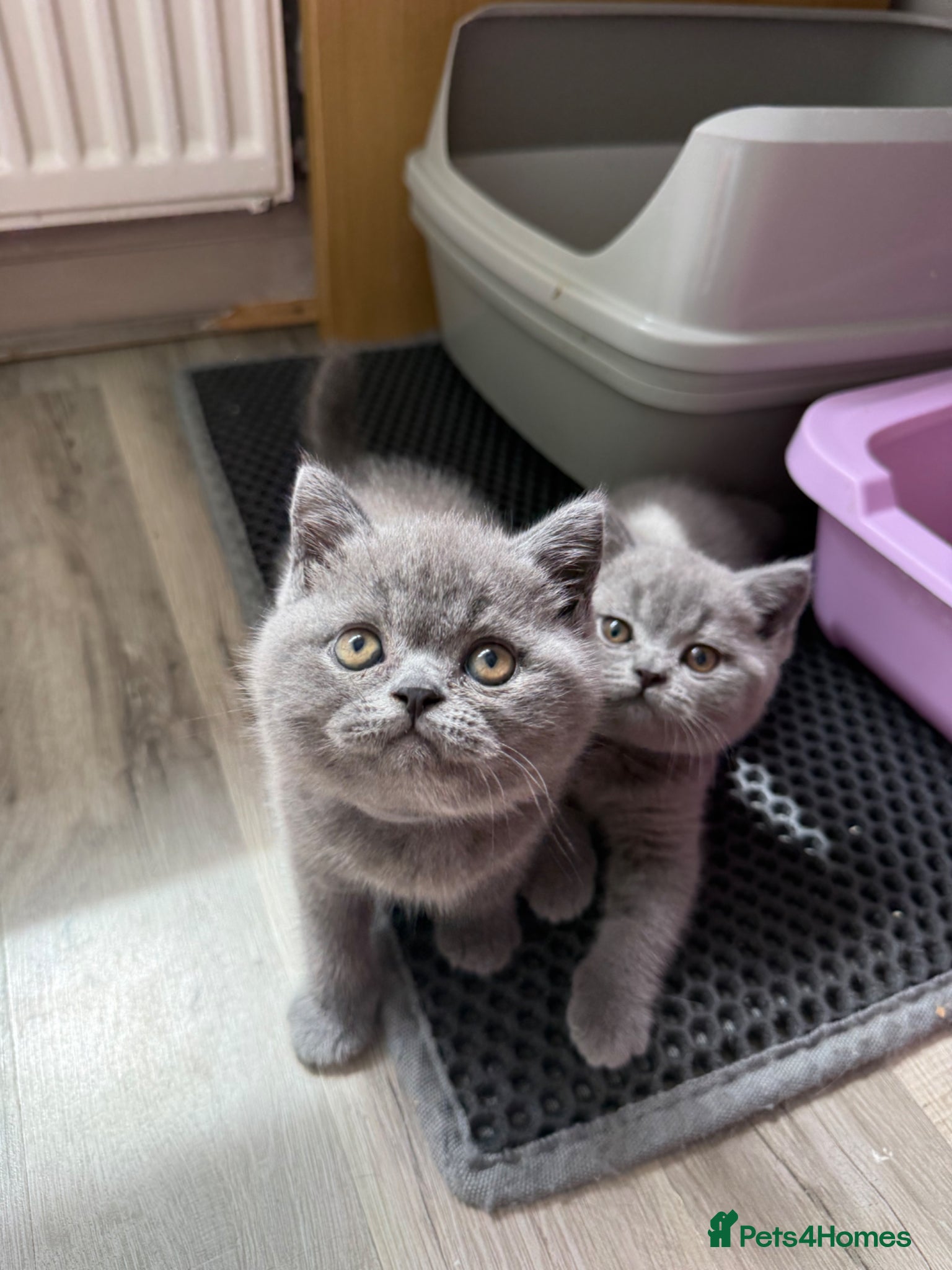 British Shorthair cats for sale: Pedigree British Shorthair Kittens ready to go! - Advert 27