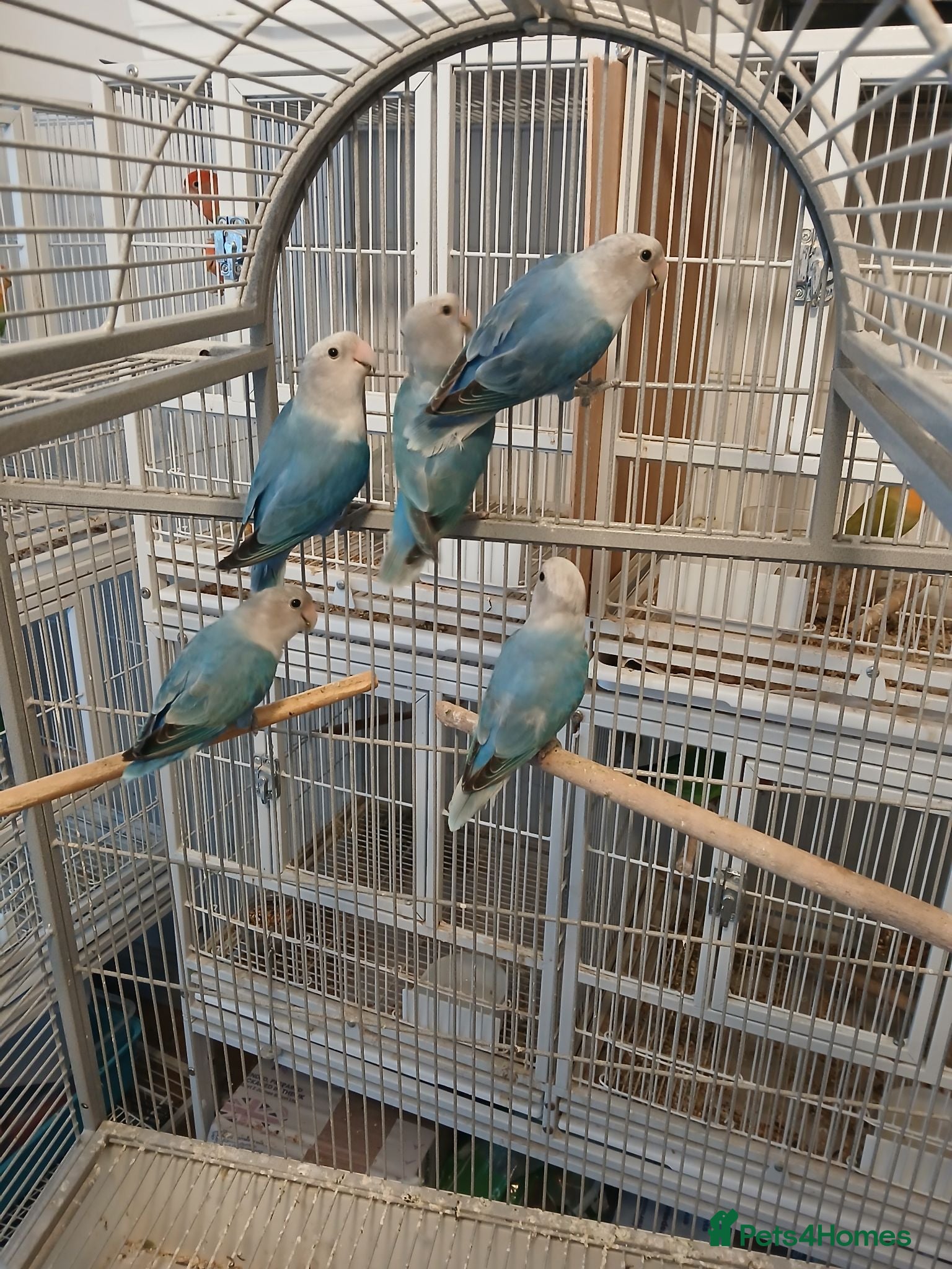 Lovebirds birds Rare Blue Lovebirds £ 60 each or 2 for £100 - Advert 1