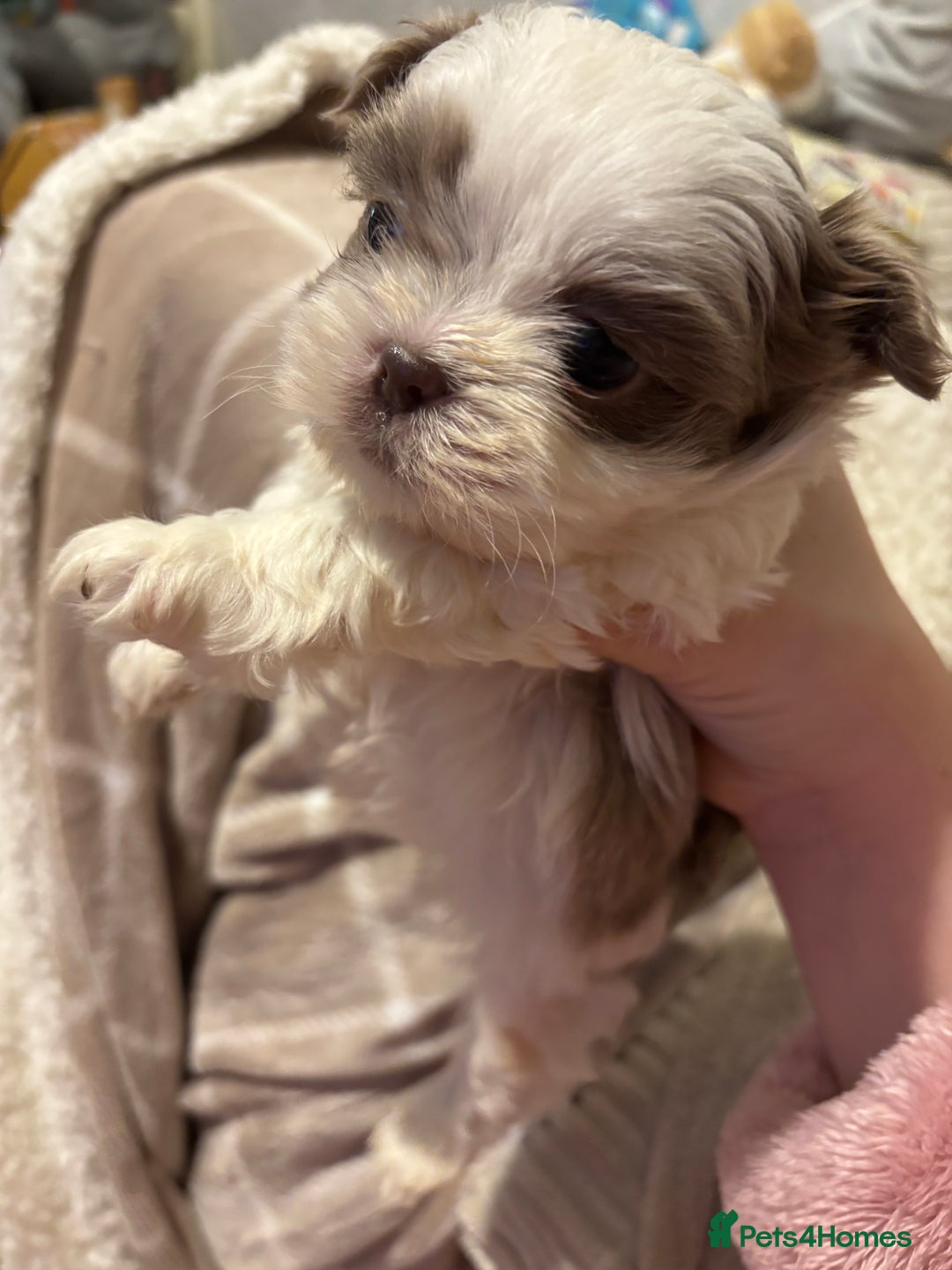 Shih Tzu dogs for sale: Beautiful Shih Tzu puppies - Advert 16