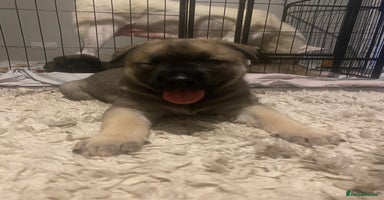 Mixed Breed dogs - Advert 7