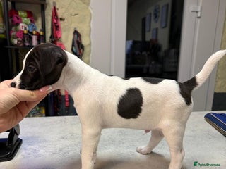 Parson Russell dogs Quality champion Parson Russell Puppies - Advert 3