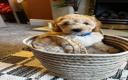 Cavapoo dogs for sale: Cavapoo puppies  - Image 3