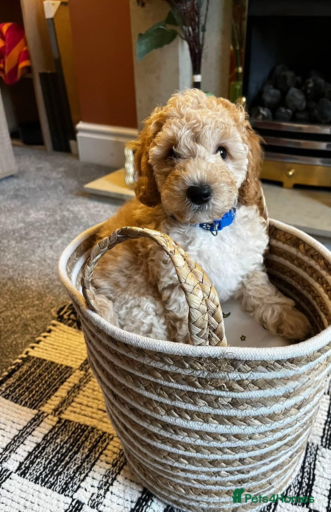 Cavapoo dogs for sale: Cavapoo puppies  - Image 3
