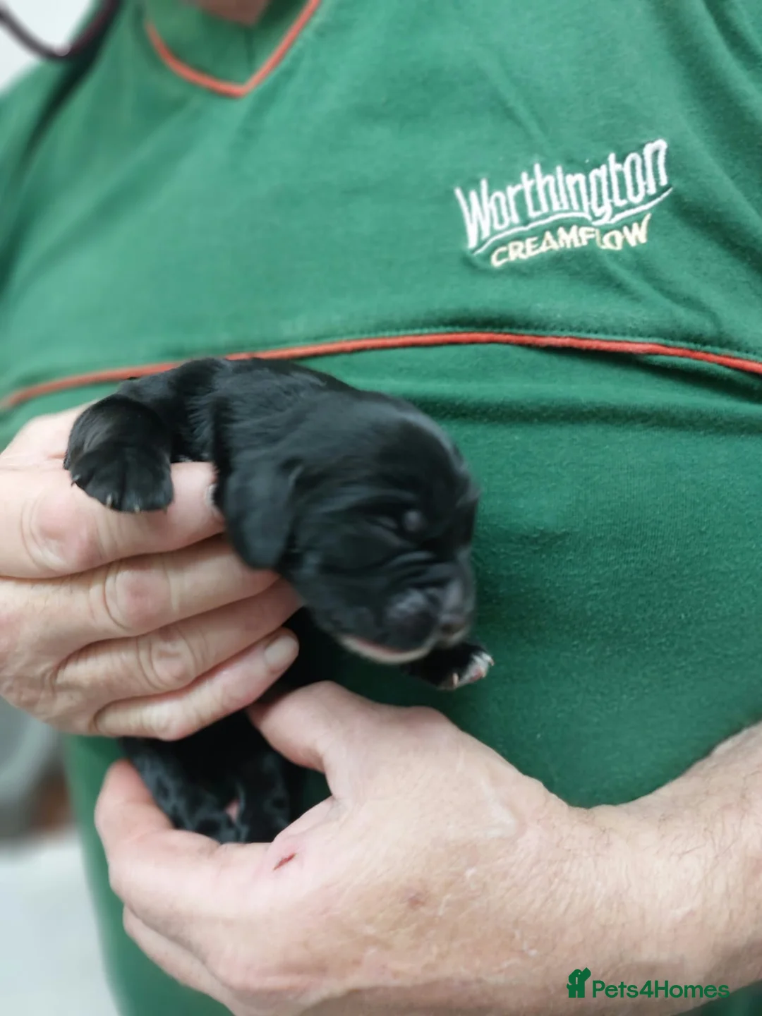 Sprocker dogs for sale: Our Precious Springer Spaniel Lucy has had babies - Advert 2