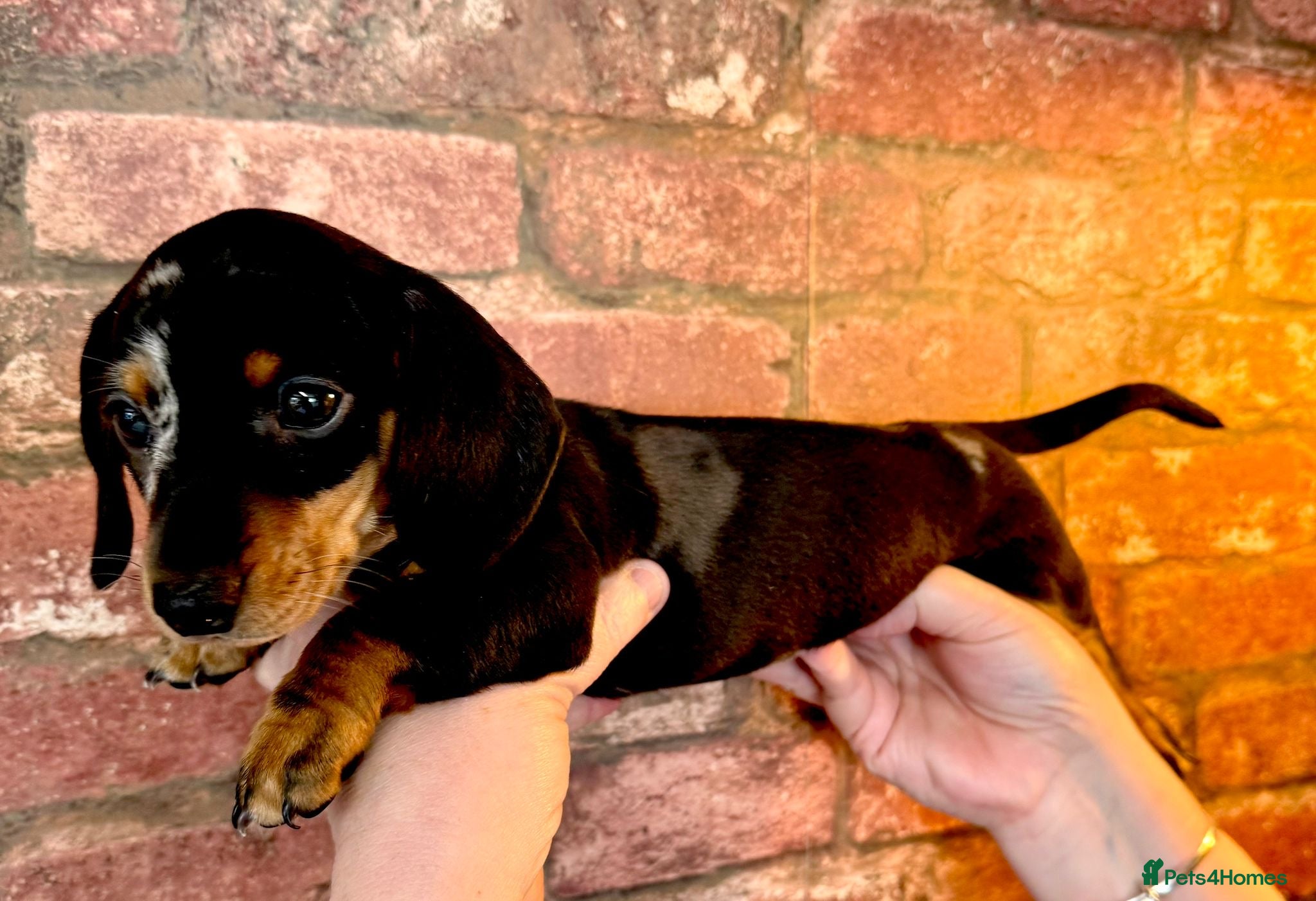 Miniature Dachshund dogs Adorable miniature Dachshund puppies ready now - Advert 3