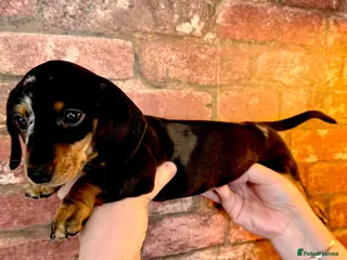 Miniature Dachshund dogs Adorable miniature Dachshund puppies ready now - Advert 3