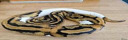 Python Snake reptiles for sale: FEMALE PIED 100% Het ALBINO 50% het CLOWN - Advert 13