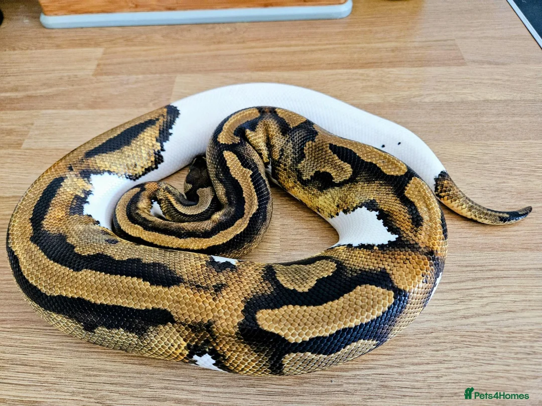 Python Snake reptiles for sale: FEMALE PIED 100% Het ALBINO 50% het CLOWN - Advert 13