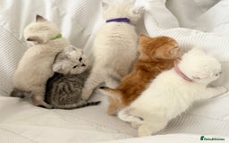 British Shorthair cats for sale: Gold and silver shaded GCCF kittens - Image 6