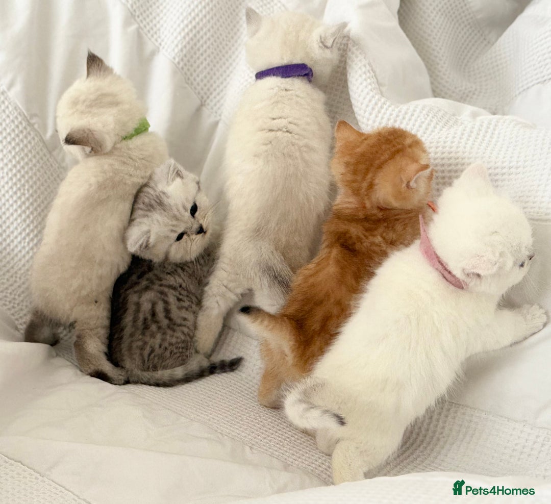British Shorthair cats for sale: Gold and silver shaded GCCF kittens - Image 6