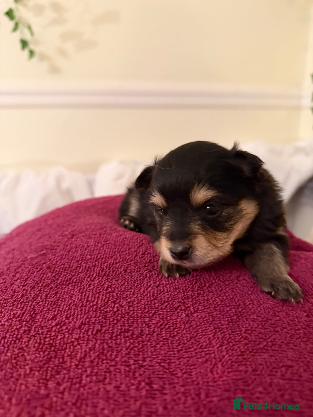 Pomeranian dogs for sale: Cute puppies need there forever home  - Advert 2