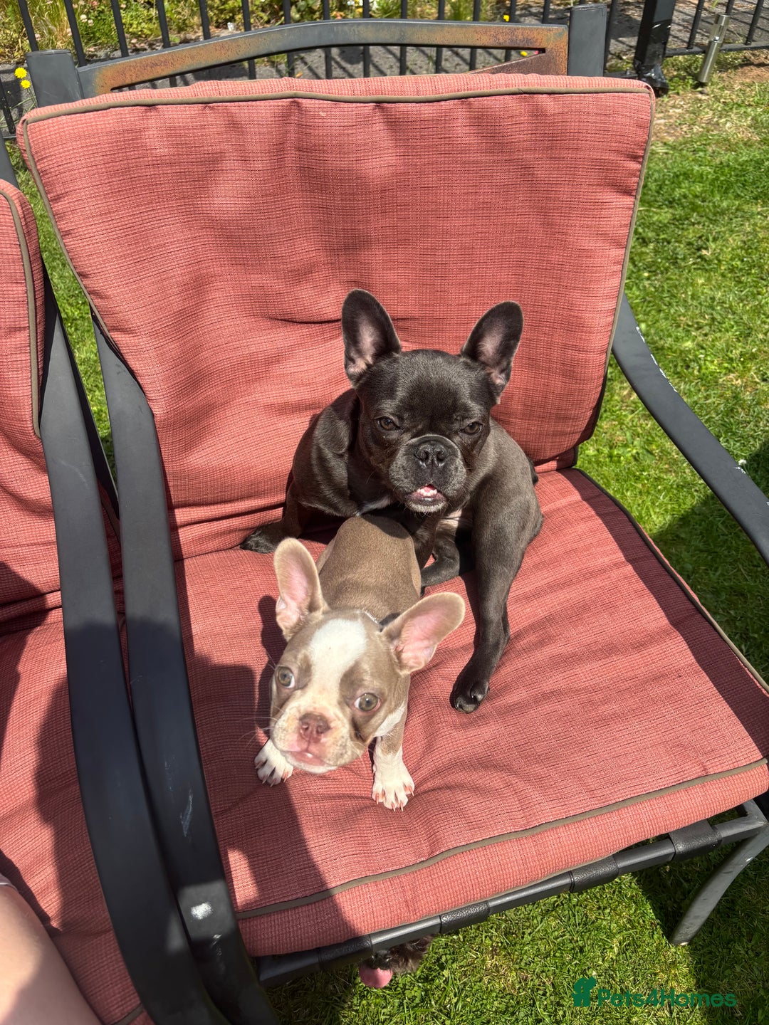 French Bulldog dogs for sale: french bulldogs - Advert 9