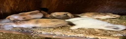 Mini Lop rabbits for sale: Gorgeous mini lop babies  - Advert 2