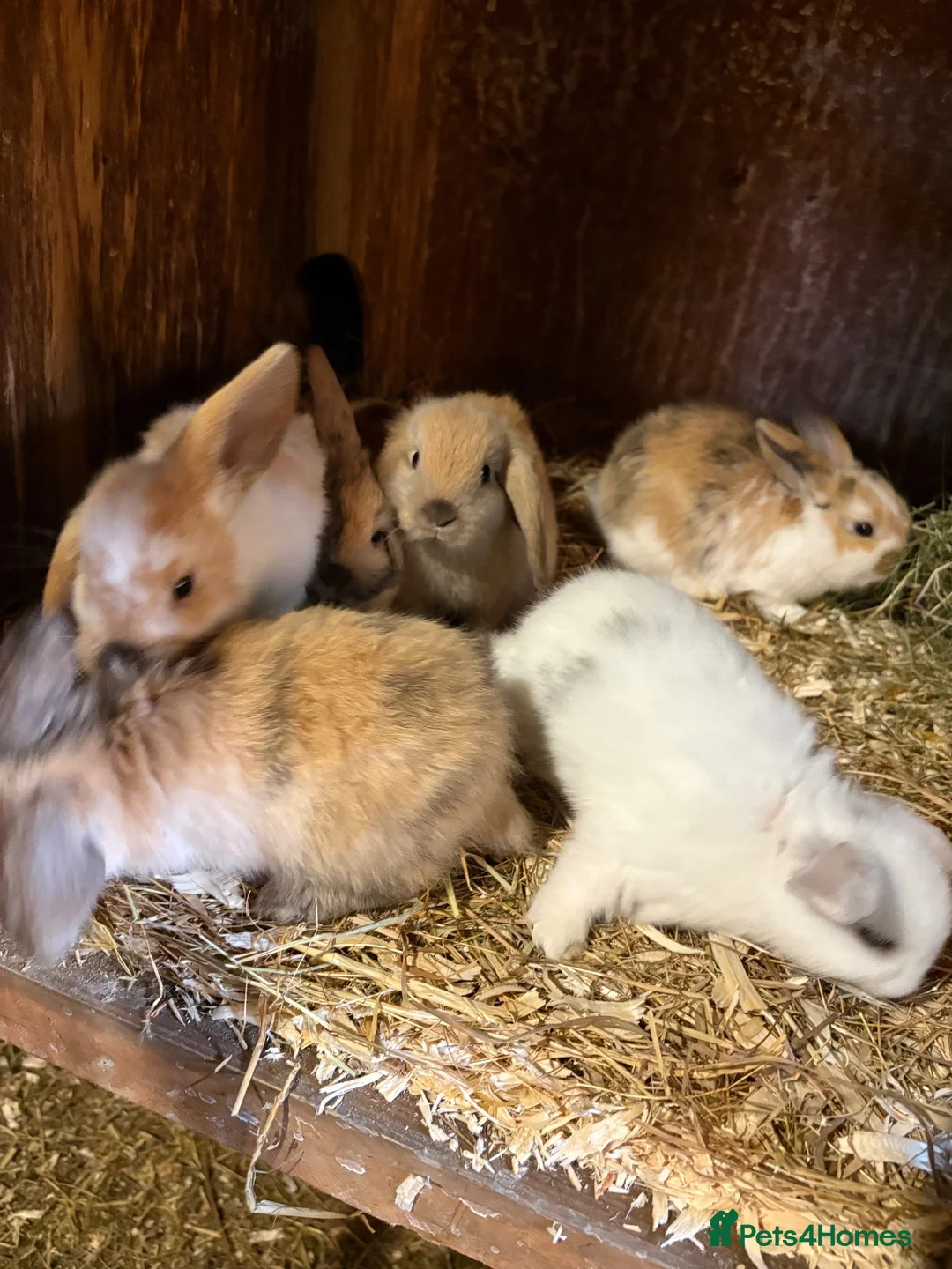Mini Lop rabbits for sale: Gorgeous mini lop babies  - Advert 2