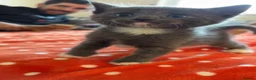 Mixed Breed cats for sale: 6 gorgeous kittens available!  in Southampton - Advert 7