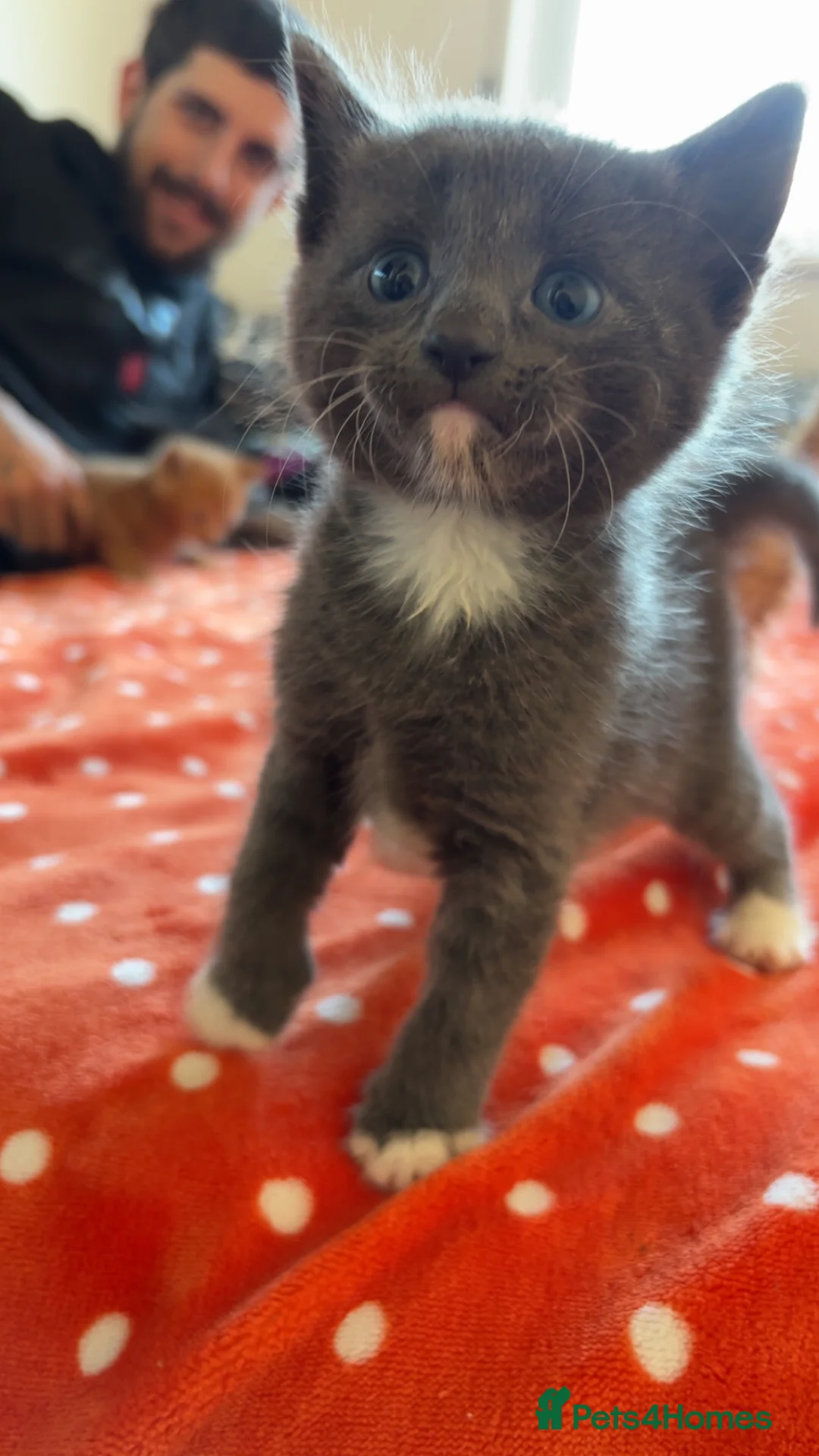 Mixed Breed cats for sale: 6 gorgeous kittens available!  in Southampton - Advert 7