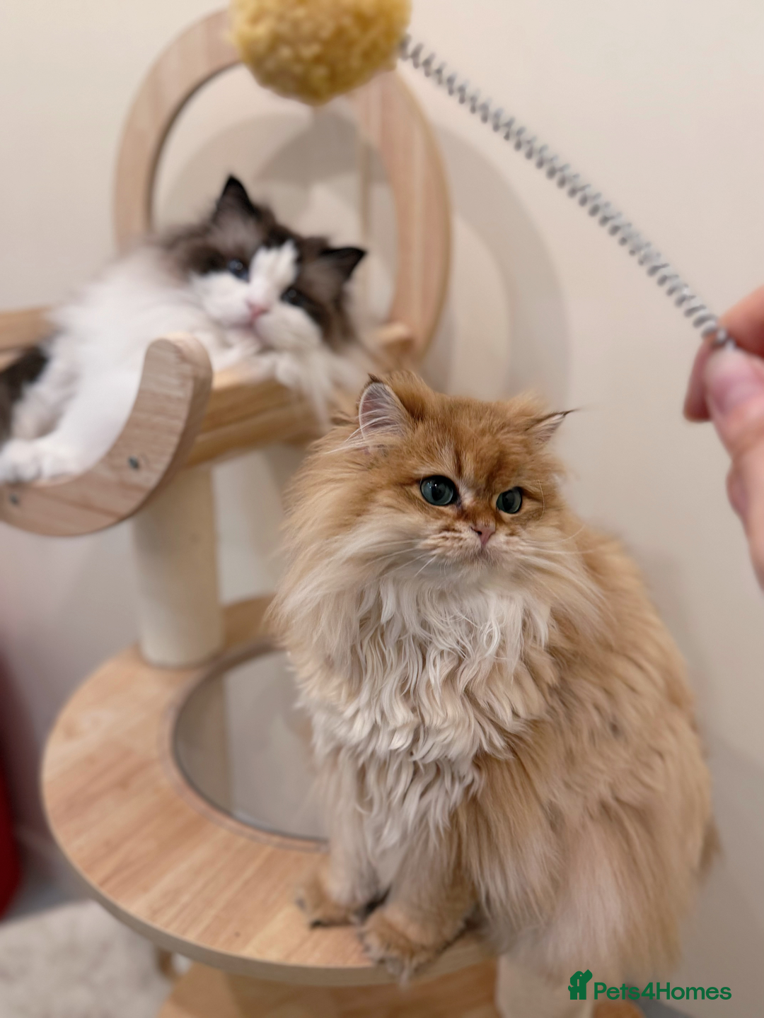 Ragdoll cats for sale: Stunning Ragdoll, BSH & Golden Longhair - Advert 11