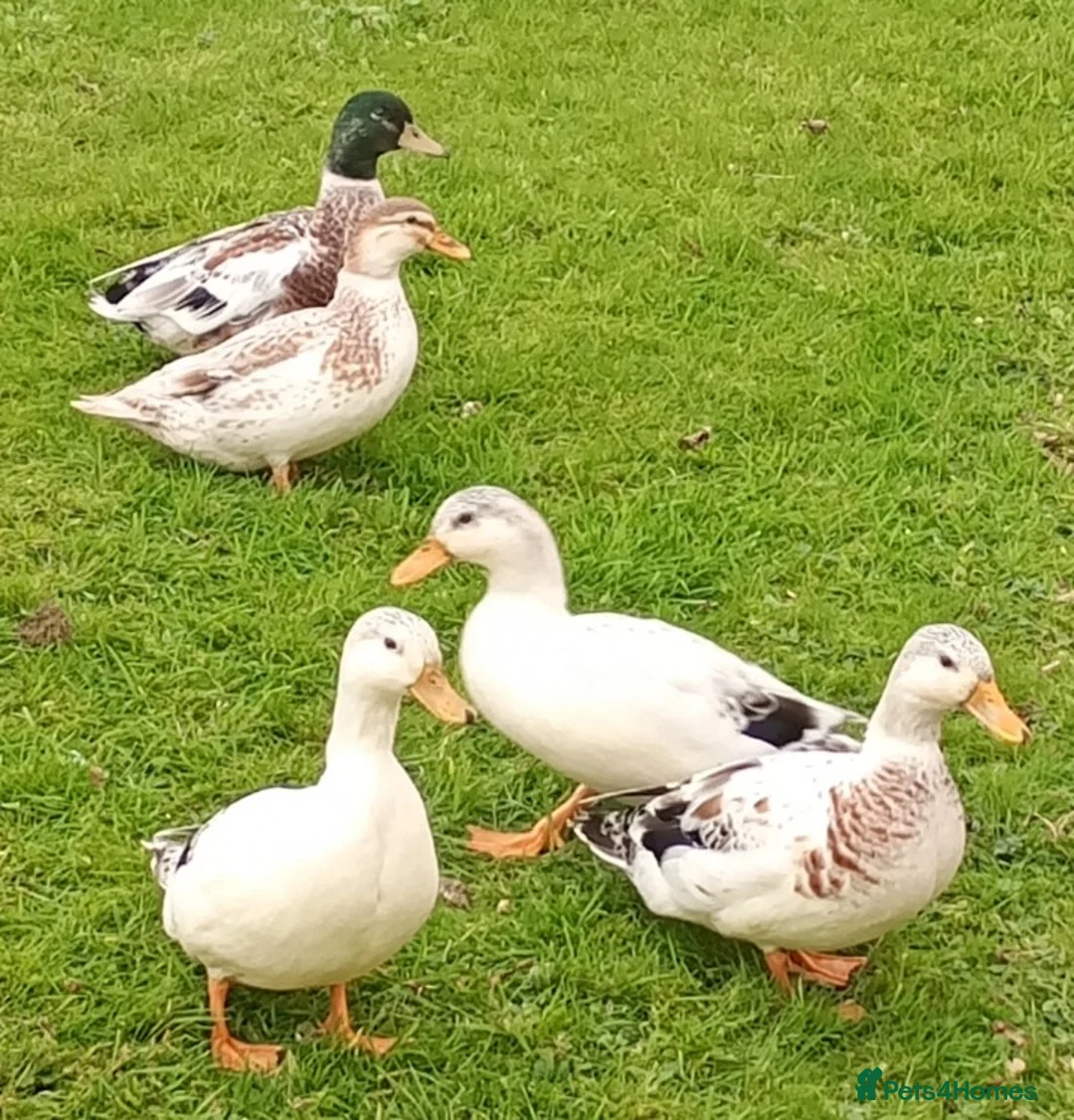 Ducks poultry for sale: Silver Bantam Duck Hatching Eggs  - Advert 2