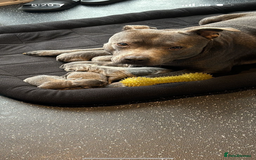 Staffordshire Bull Terrier dogs for sale: Blue Staffordshire bull terrier puppies  - Image 12