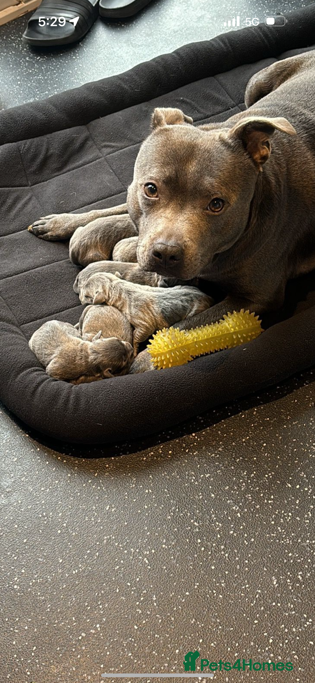 Staffordshire Bull Terrier dogs for sale: Blue Staffordshire bull terrier puppies  - Image 12