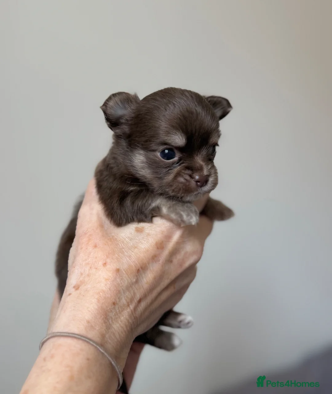 Chihuahua dogs for sale: Gorgeous longcoat chihuahua boys  - Advert 2