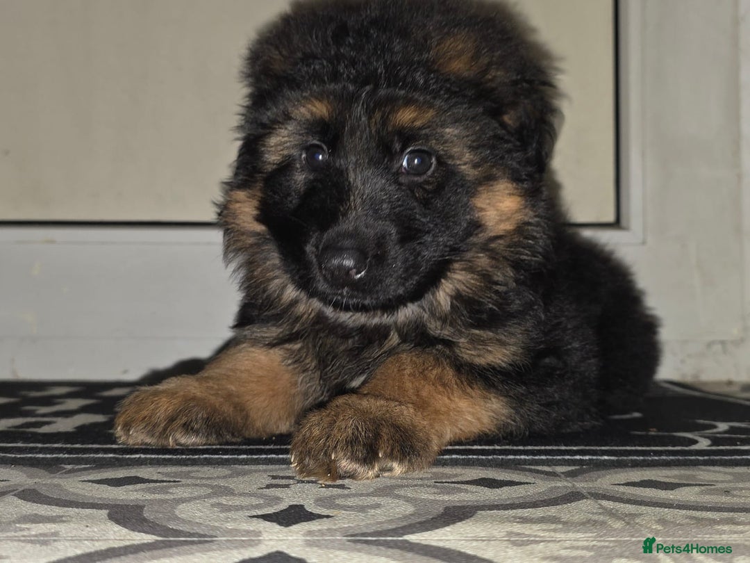 German Shepherd dogs for sale: German Shepherd Puppy For Sale  - Advert 1