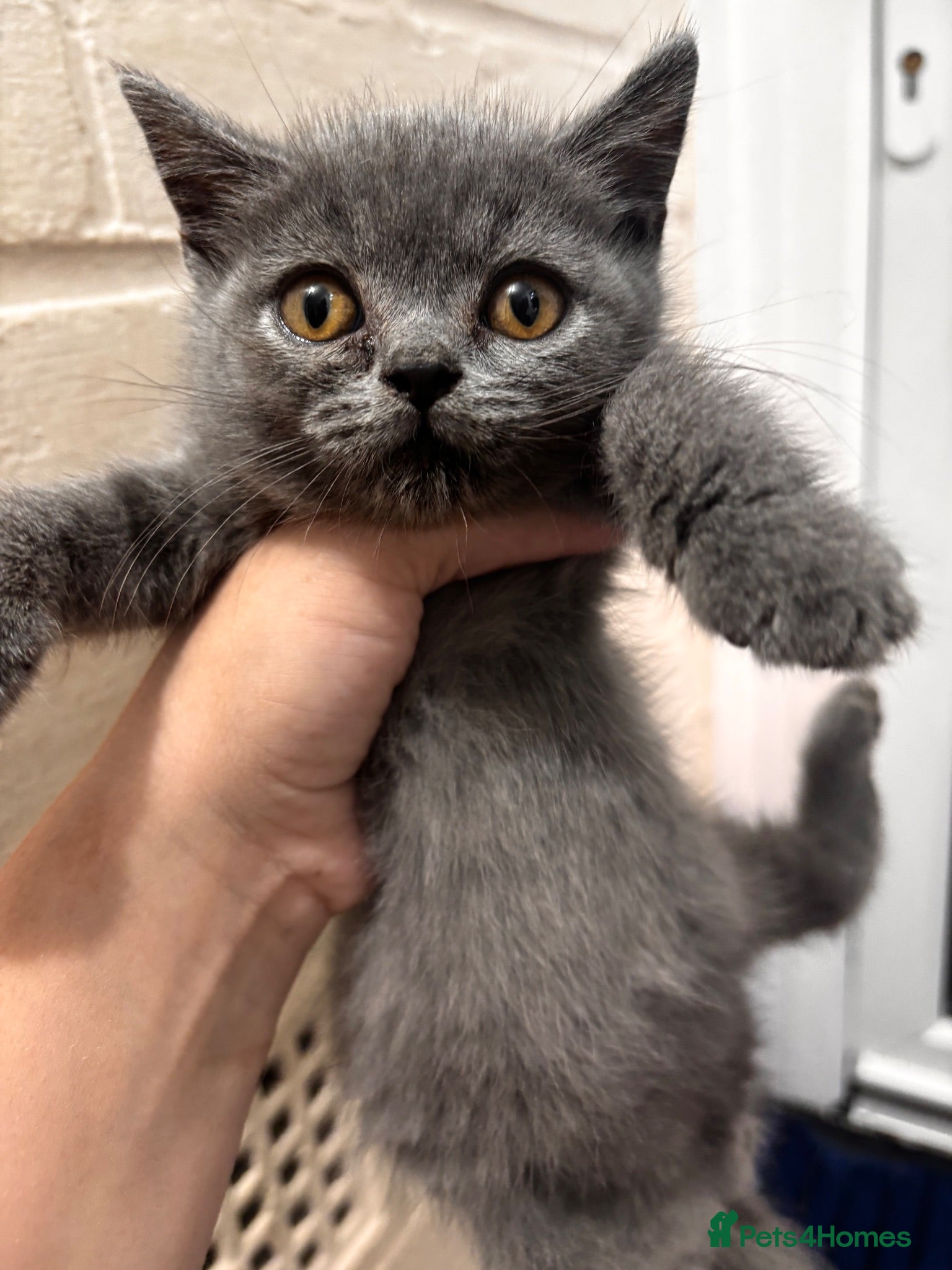 British Shorthair cats Last blue British shorthair kitten - Advert 15