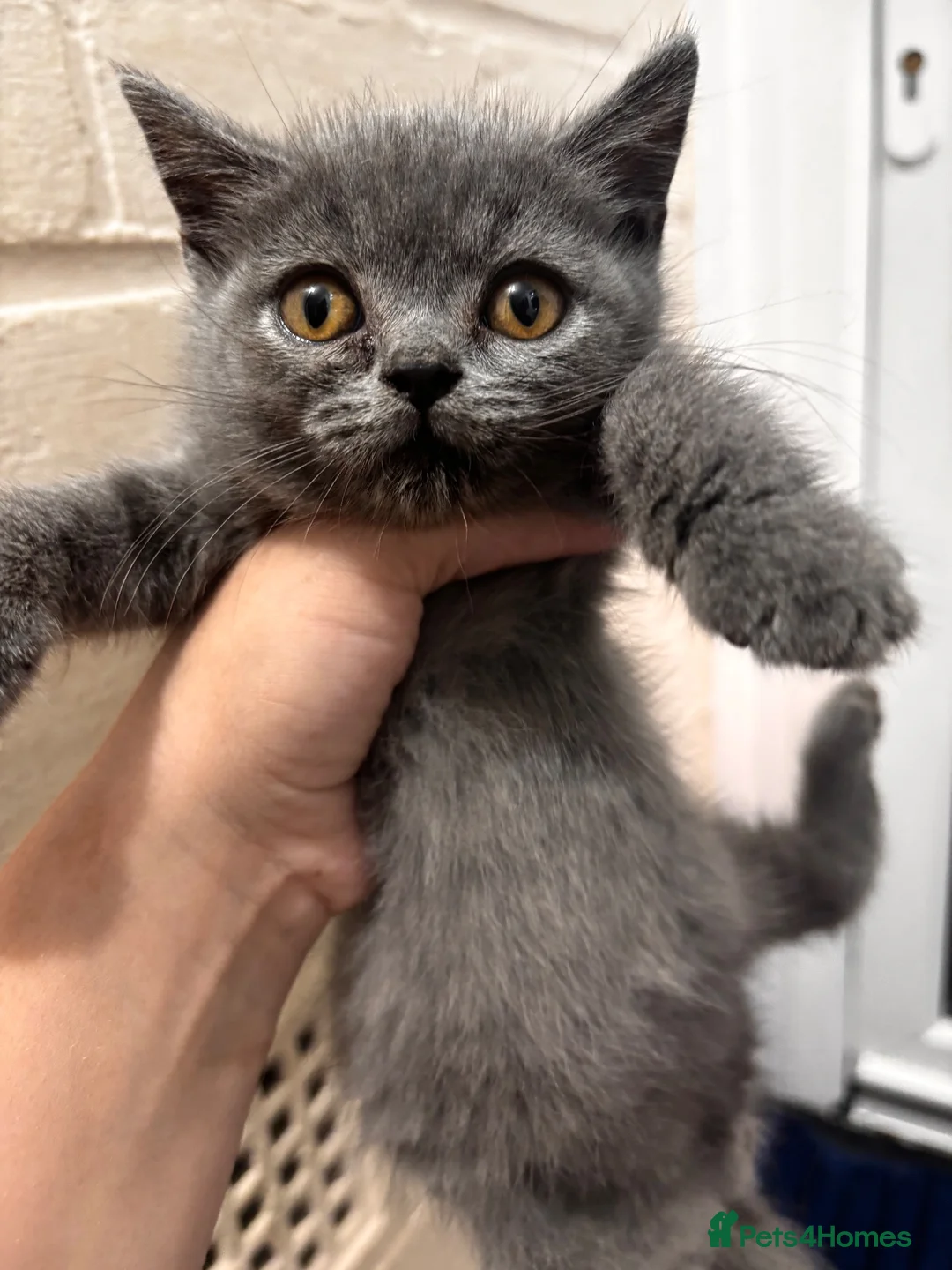 British Shorthair cats for sale: Last blue British shorthair kitten - Advert 1