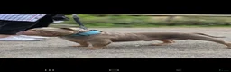 American Bully dogs for stud: American Exotic Pocket Bully for STUD - Advert 2