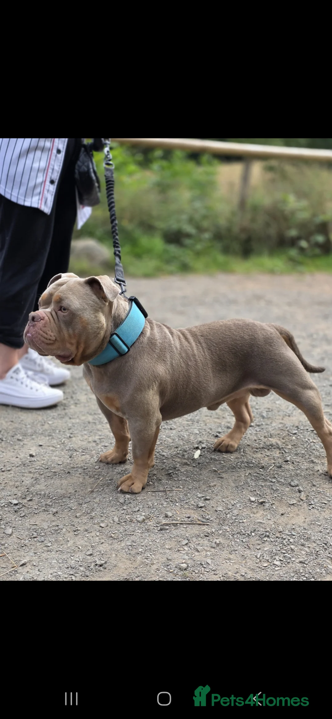 American Bully dogs for stud: American Exotic Pocket Bully for STUD - Advert 2